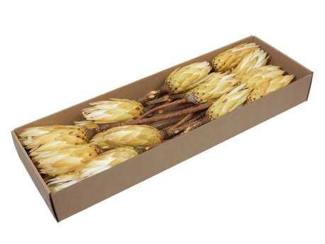 Protea repens suikerbossie - naturel cream (doos van 24, Huis en Inrichting, Woonaccessoires | Kunstplanten en Kunstbloemen, Nieuw