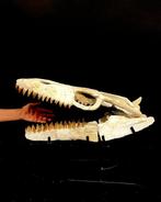 Mosasaurus - Fossiele schedel - Mosasaurus sp. - 40 cm - 53