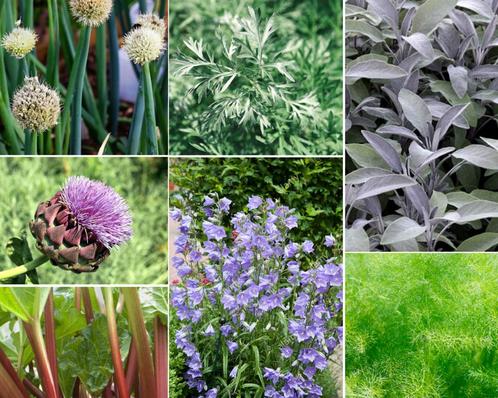 Borderpakket - Salademix - 3 m2 - 3 m2, Tuin en Terras, Planten | Bomen, Ophalen of Verzenden