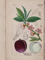 Diedrich Franz Leonhard von Schlechtendal (1794 / 1866) -