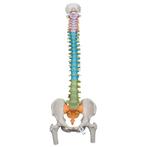 Anatomie model wervelkolom didactisch, 82 cm, Nieuw