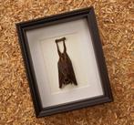 Vleermuis Taxidermie volledige montage - Cynopterus sphinx -
