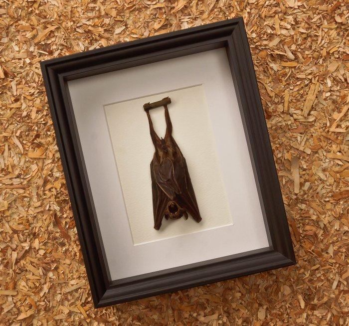 Vleermuis Taxidermie volledige montage - Cynopterus sphinx -, Antiek en Kunst, Curiosa en Brocante