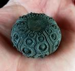 Indrukwekkende zee-egel !!! - Uitzonderlijke grootte bij