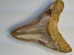 Megalodon - Fossiele tand - 11 cm