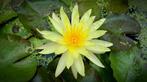 AQUAlook Nymphea Rhizome Yellow | Gele Waterlelie | Los, Nieuw, Ophalen of Verzenden