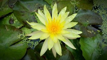 AQUAlook Nymphea Rhizome Yellow | Gele Waterlelie | Los