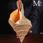 Zeer zeldzaam in deze maat met volledig Periostracum 476mm, Nieuw