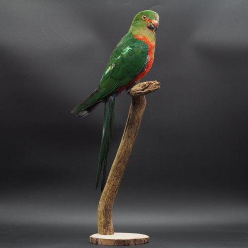 Australische koningsparkiet Taxidermie volledige montage -, Verzamelen, Dierenverzamelingen