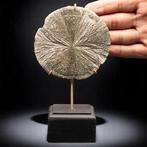 Pyriet Zon of Pyriet Dollar Natuurlijke zeldzame, Nieuw