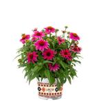 Echinacea purpurea Lakota™ Rose (Roze, vaste planten) (Roz, Overige soorten, Volle zon, Vaste plant, Ophalen of Verzenden