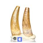 Fossiele tand - Set of 2 Nicely Preserved Large Suchomimus, Verzamelen