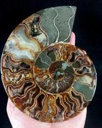 Ammoniet - Gefossiliseerd dier - Aioloceras (Cleoniceras), Verzamelen, Mineralen en Fossielen