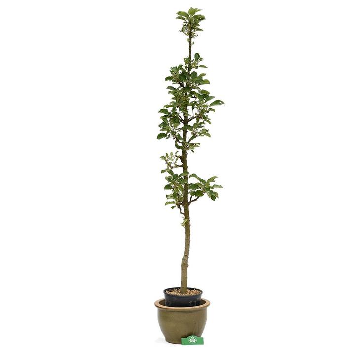 Zuilappelboom Ballerina Charlotte + Pot 22cm, Tuin en Terras, Planten | Fruitbomen, Volle zon, Verzenden