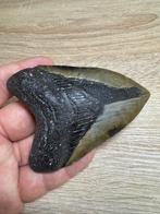 Megalodon haai - Fossiele tand - Megalodon - 10.5 cm - 7 cm