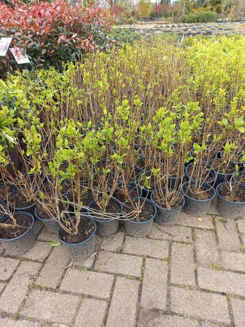 Hydrangea paniculata Lime light hortensia, Tuin en Terras, Planten | Struiken en Hagen, Ophalen