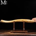 Curiosity Objects - Natuurwetenschap laat 19e tot begin 20e, Verzamelen, Nieuw