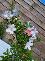 Azalea bonsai (Rhododendron) - Hoogte (boom): 30 cm - Diepte