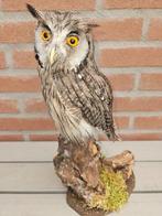 Northern White-faced Owl Taxidermie volledige montage -, Verzamelen, Dierenverzamelingen, Nieuw
