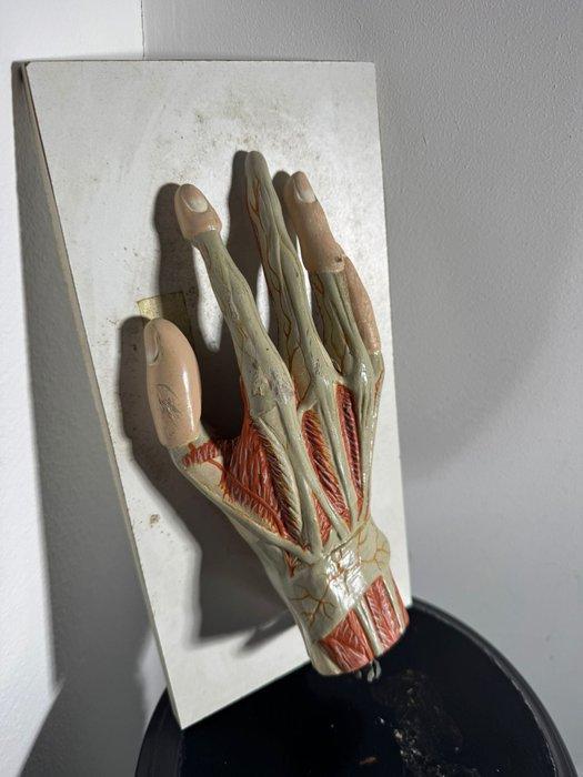 Anatomisch model - Hars, Plastic - 1970-1980 - MANO, Antiek en Kunst, Antiek | Wandborden en Tegels