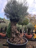 Dik stam olijfbomen 20% Februari korting !!, Tuin en Terras, Planten | Bomen, In pot, Overige soorten, Volle zon, Bloeit niet
