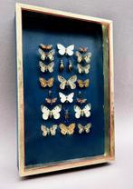 insect Taxidermie volledige montage - Insecta - 38 cm - 26, Nieuw