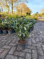 Prunus Lauroceracus Otto luyken laurier 30-40cm, Tuin en Terras, Ophalen