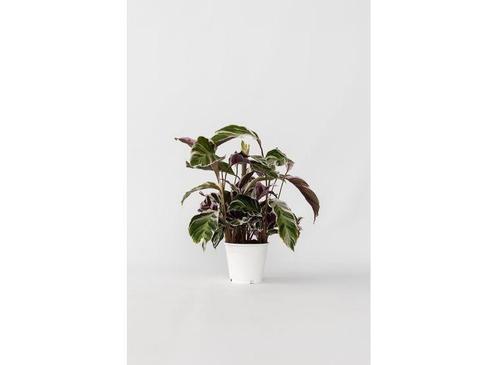 Calathea Fusion White, Huis en Inrichting, Kamerplanten, Verzenden