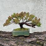 Jeneverbes bonsai (Juniperus) - Hoogte (boom): 17 cm -