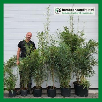 Fargesia Bamboe Robusta Campbell, Rufa, Jiuzhaigou, Wolong + beschikbaar voor biedingen