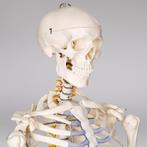 Anatomie skelet met spier- en bot markering - wit