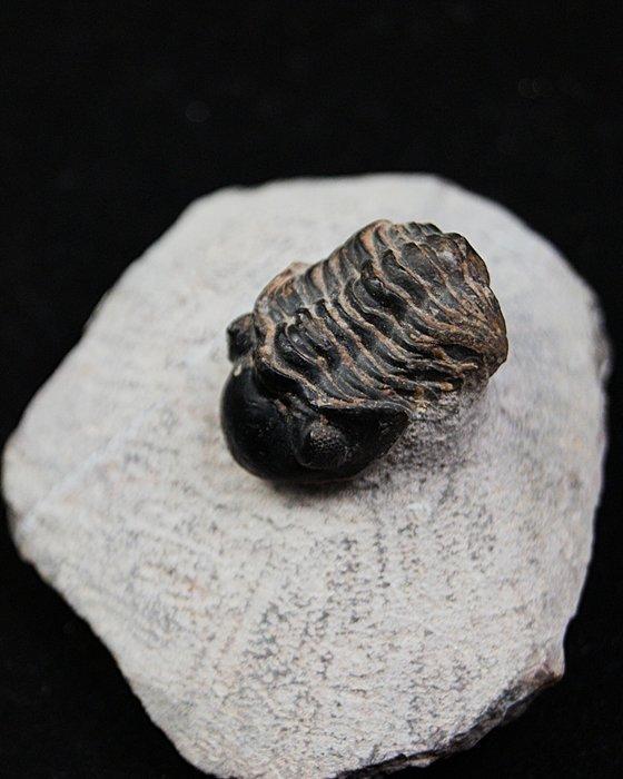 Trilobiet - Gefossiliseerd dier - Morocops ovatus (Zonder, Verzamelen, Mineralen en Fossielen