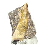 Fossiele tand - Nicely Preserved Suchomimus tenerensis