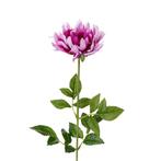 SHAGGY DAHLIA PURPLE /st SHAGGY DAHLIA PURPLE, Ophalen of Verzenden, Nieuw