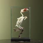 Von der Deckens Tok Skelet, Verzamelen, Dierenverzamelingen, Ophalen of Verzenden, Nieuw, Vogel, Opgezet dier
