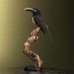 Bruinoorarassari Taxidermie Opgezette Dieren By Max, Ophalen of Verzenden, Nieuw, Vogel, Opgezet dier