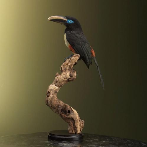 Bruinoorarassari Taxidermie Opgezette Dieren By Max, Verzamelen, Dierenverzamelingen, Opgezet dier, Nieuw, Vogel, Ophalen of Verzenden