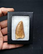 Dinosaurus - Fossiele tand - Carcharodontosaurus saharicus, Verzamelen