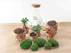 Sam XL Bonsai - DIY Terrarium - 32 cm hoog, Verzenden