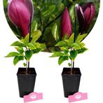 Magnolia liliiflora Nigra + Pot 11cm 2 pcs, Verzenden, Volle zon