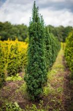 Taxus baccata Fastigiata Robusta 140-160, Ophalen, Conifeer, Struik, 100 tot 250 cm