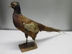 Fazant Taxidermie volledige montage - Phasianus colchicus -, Nieuw