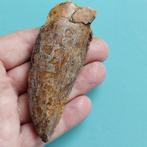 Dinosaurus - Fossiele tand - Carcharodontosaurus sp. - 100