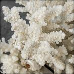 Natuurlijke takken van wit koraal op standaard - Acropora