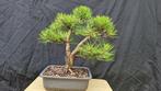 Den bonsai (Pinus) - Hoogte (boom): 40 cm - Diepte (boom):, Antiek en Kunst