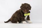 Italiaanse Waterhond- Lagotto Romagnolo - vs Labradoodle, Dieren en Toebehoren, België, Overige rassen, 8 tot 15 weken, Parvo