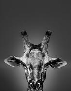 Jeffrey Van Daele - Giraffe #01, Verzamelen