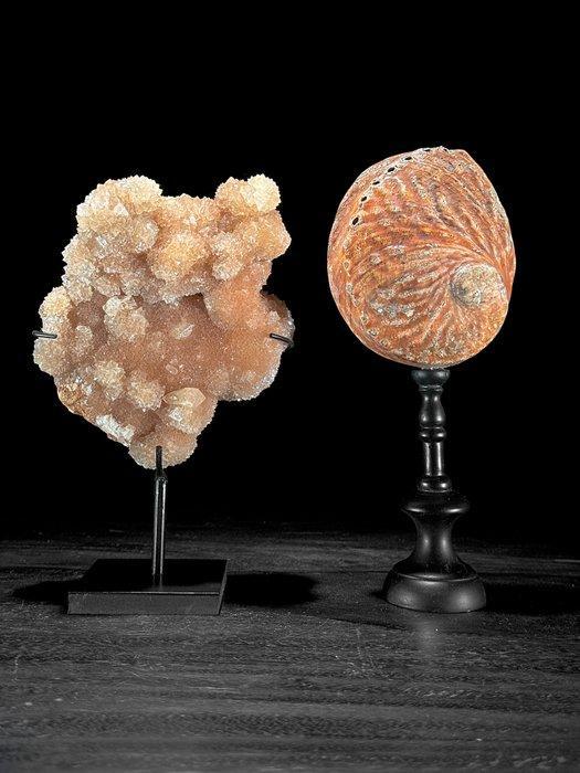 Decoratief ornament (2) - NO RESERVE PRICE - Wonderful Pair, Antiek en Kunst, Kunst | Designobjecten