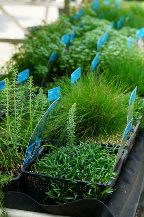 VIJVERPLANTEN - Bij Bovis Twente, Tuin en Terras, Vijver-toebehoren, Overige typen, Nieuw, Ophalen