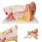 Anatomie model oor, 6-delig, 34x16x16 cm, Verzenden, Nieuw